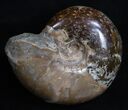 Inch Polished Ammonite From Madagascar #2254-1